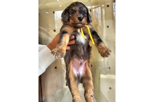 成約済の長野県のミックス犬-356123の8枚目