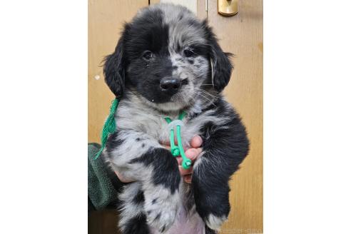 成約済ののミックス犬-355900