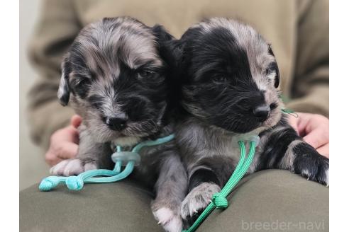 成約済の長野県のミックス犬-355900の2枚目