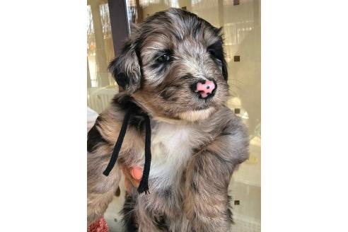 成約済の長野県のミックス犬-356124の1枚目