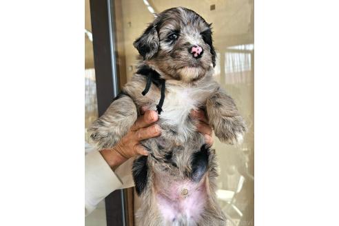 成約済の長野県のミックス犬-356124の3枚目