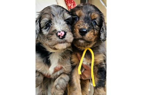 成約済の長野県のミックス犬-356124の2枚目