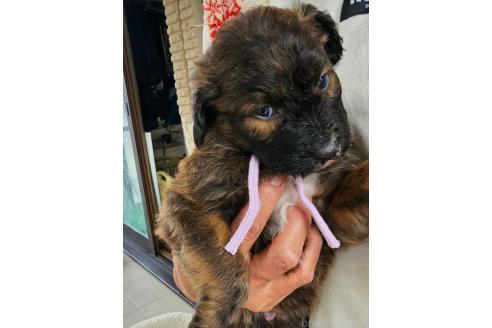 成約済の長野県のミックス犬-356121の3枚目