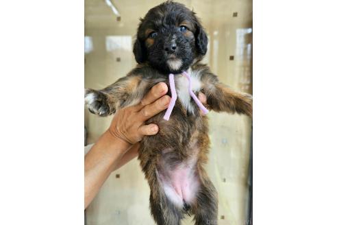 成約済の長野県のミックス犬-356121の2枚目