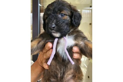 成約済の長野県のミックス犬-356121の1枚目