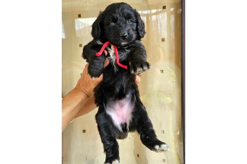 成約済の長野県のミックス犬-356119の2枚目