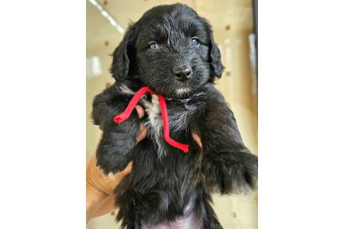 成約済の長野県のミックス犬-356119の1枚目