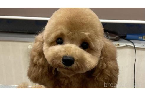 ママちゃん1枚目