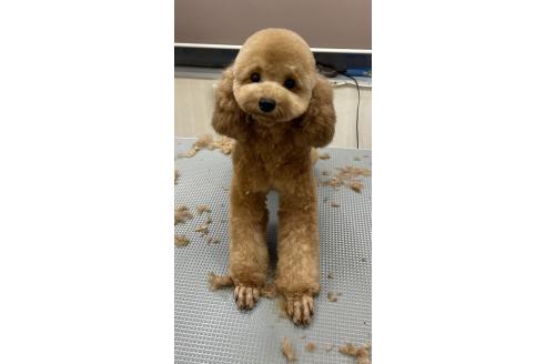 ママちゃん1枚目
