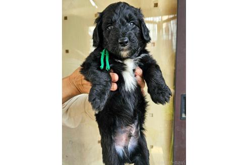 成約済の長野県のミックス犬-356118の2枚目