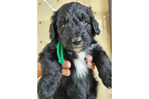 成約済の長野県のミックス犬-356118の1枚目
