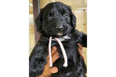 成約済の長野県のミックス犬-356117の1枚目