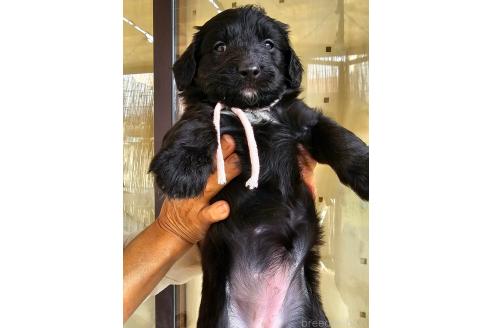 成約済の長野県のミックス犬-356117の2枚目