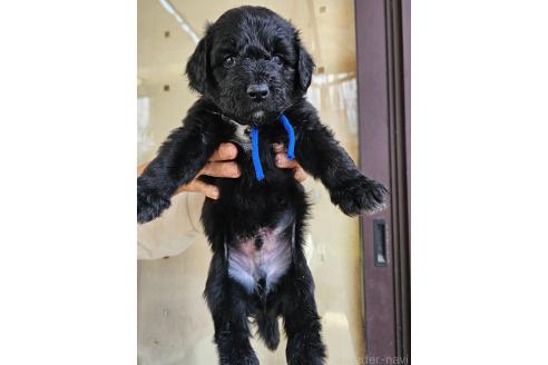 成約済の長野県のミックス犬-356116の3枚目