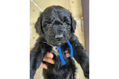 成約済の長野県のミックス犬-356116の1枚目