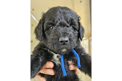 成約済の長野県のミックス犬-356116の2枚目
