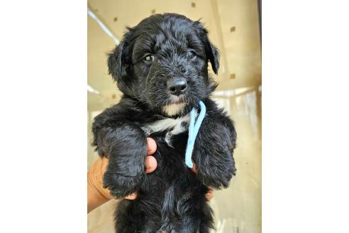 成約済の長野県のミックス犬-356115の1枚目