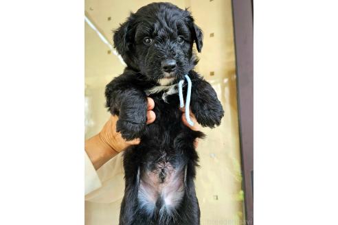 成約済の長野県のミックス犬-356115の2枚目