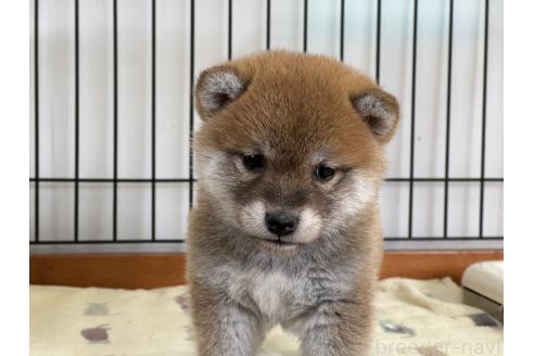 成約済の岡山県の柴犬-363051の5枚目