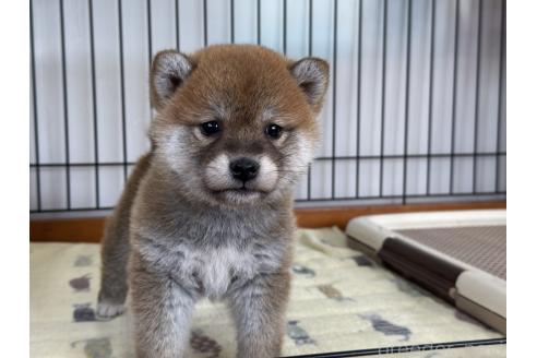 成約済の岡山県の柴犬-363051の4枚目