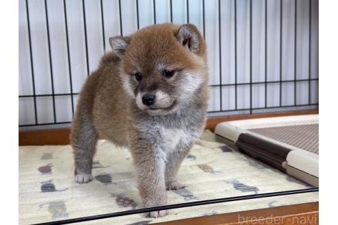 成約済の岡山県の柴犬-363051の2枚目