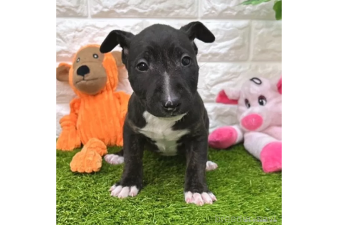 成約済の愛知県のミニチュアブルテリア-360352の1枚目