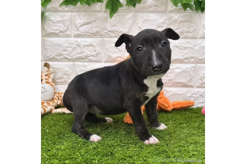 成約済の愛知県のミニチュアブルテリア-360352の5枚目