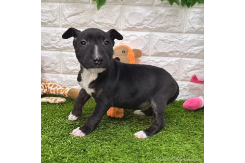 成約済の愛知県のミニチュアブルテリア-360352の4枚目