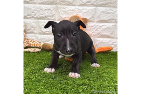 成約済の愛知県のミニチュアブルテリア-360352の3枚目