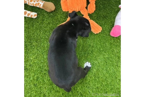 成約済の愛知県のミニチュアブルテリア-360352の2枚目