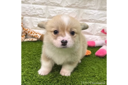 成約済の愛知県のウェルシュコーギーペンブローク-363080の1枚目