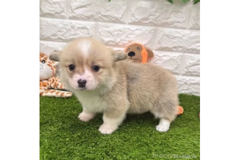 成約済の愛知県のウェルシュコーギーペンブローク-363080の5枚目