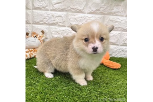 成約済の愛知県のウェルシュコーギーペンブローク-363080の4枚目