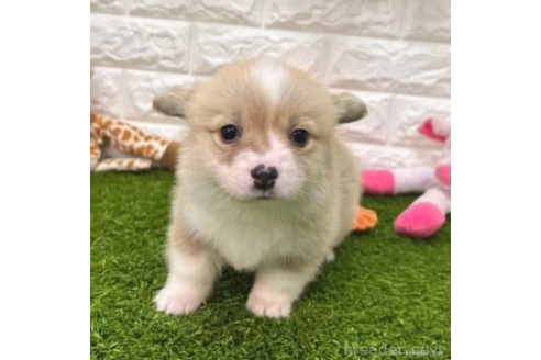 成約済の愛知県のウェルシュコーギーペンブローク-363080の3枚目