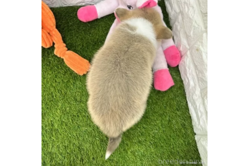 成約済の愛知県のウェルシュコーギーペンブローク-363080の2枚目