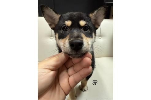 成約済の愛知県の柴犬-345641の2枚目