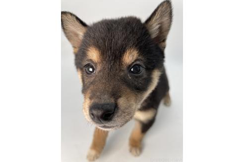 成約済の千葉県の柴犬-360814の8枚目