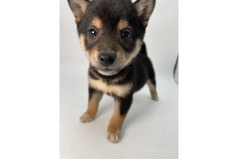 成約済の千葉県の柴犬-360814の6枚目