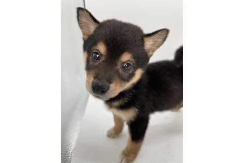 成約済の千葉県の柴犬-360814の5枚目