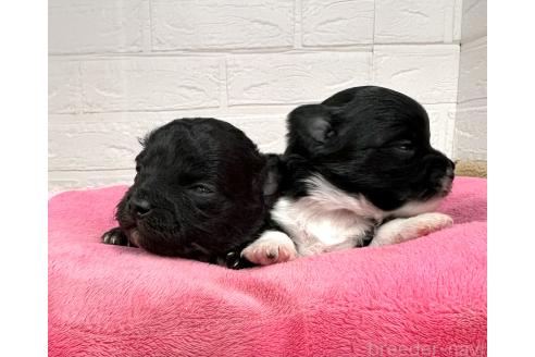 成約済の愛知県のチワプー:チワワ×トイプードル-363135の27枚目