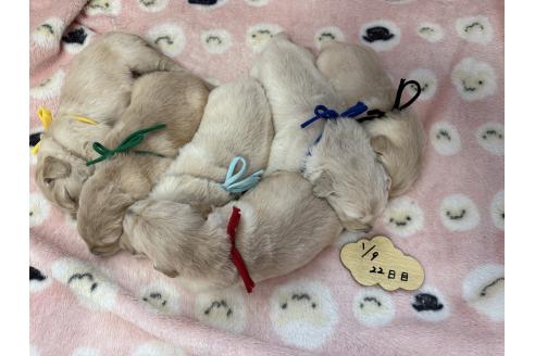 成約済の愛知県のゴールデンレトリーバー-363143の4枚目