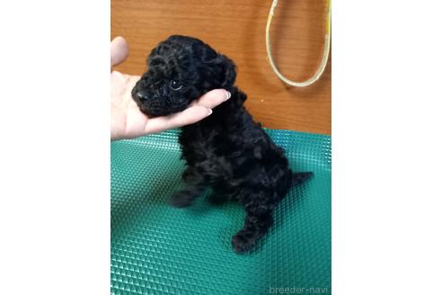 成約済の鹿児島県のマルプー:マルチーズ×トイプードル-363147の3枚目