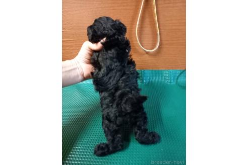成約済の鹿児島県のマルプー:マルチーズ×トイプードル-363147の2枚目