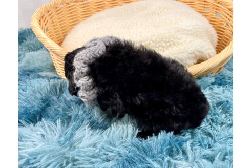 成約済の埼玉県のトイプードル-363154の4枚目