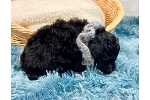 成約済の埼玉県のトイプードル-363154の2枚目