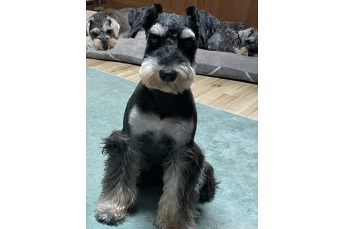 ののミニチュアシュナウザー-