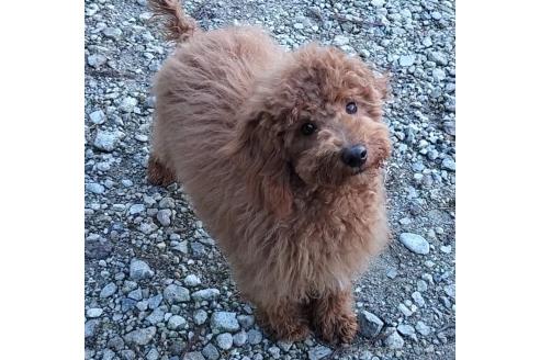 成約済の岐阜県のミニチュアプードル-335464の1枚目