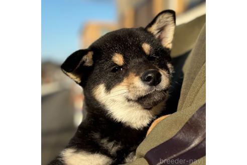 成約済の宮崎県の柴犬-355564の4枚目