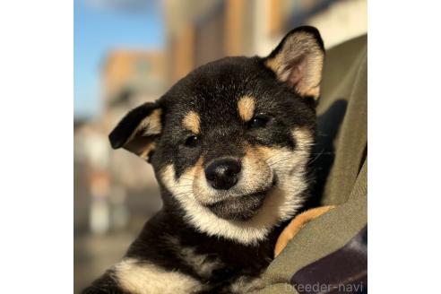 成約済の宮崎県の柴犬-355564の3枚目