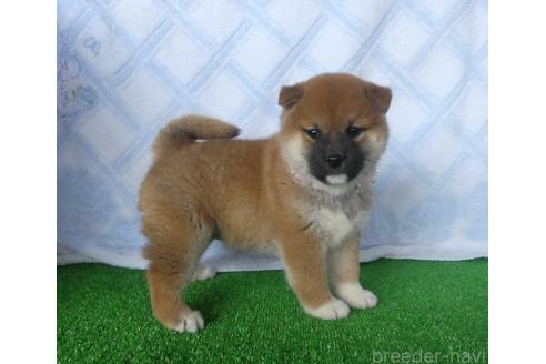 成約済の静岡県の柴犬-363176の5枚目
